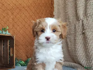 Havanese dogs Kenny - Ad 20