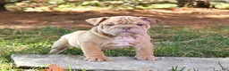 English Bulldog dogs for sale: Fern - Ad 2