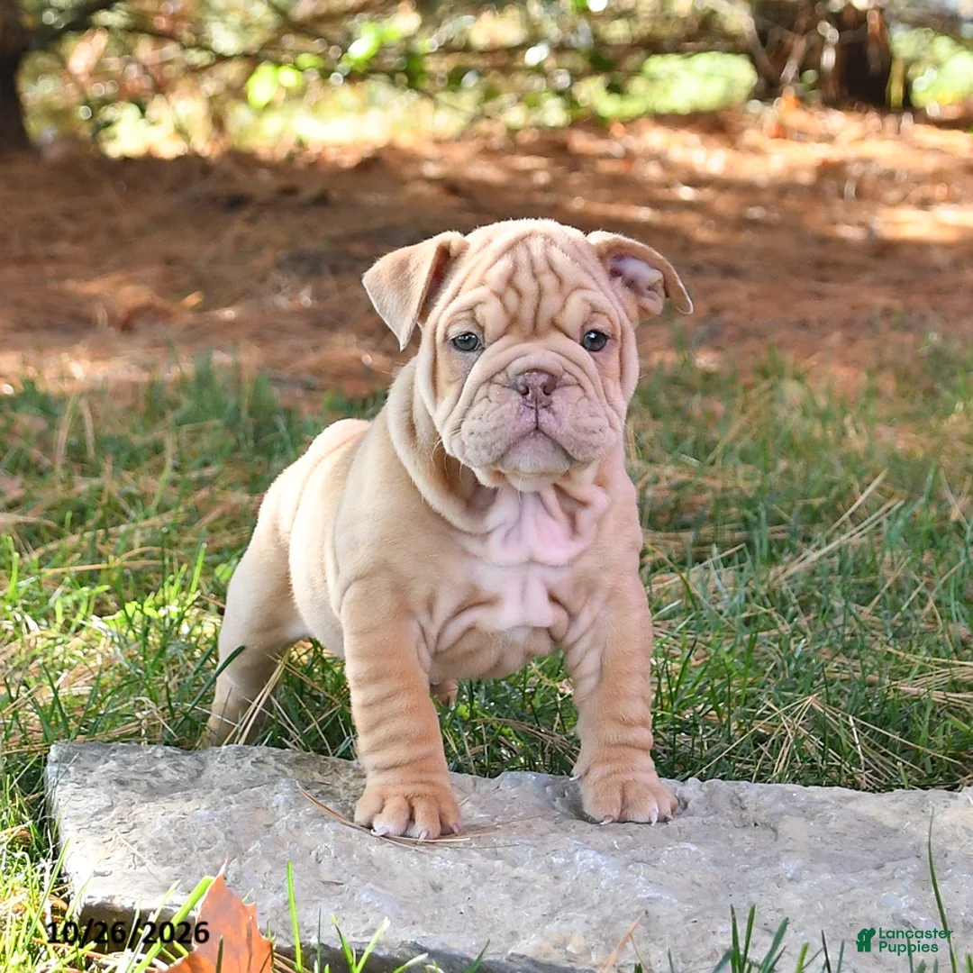 English Bulldog dogs for sale: Fern - Ad 2