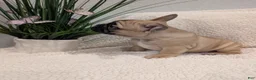 French Bulldog dogs for sale: French Bulldog Girl - Ad 6