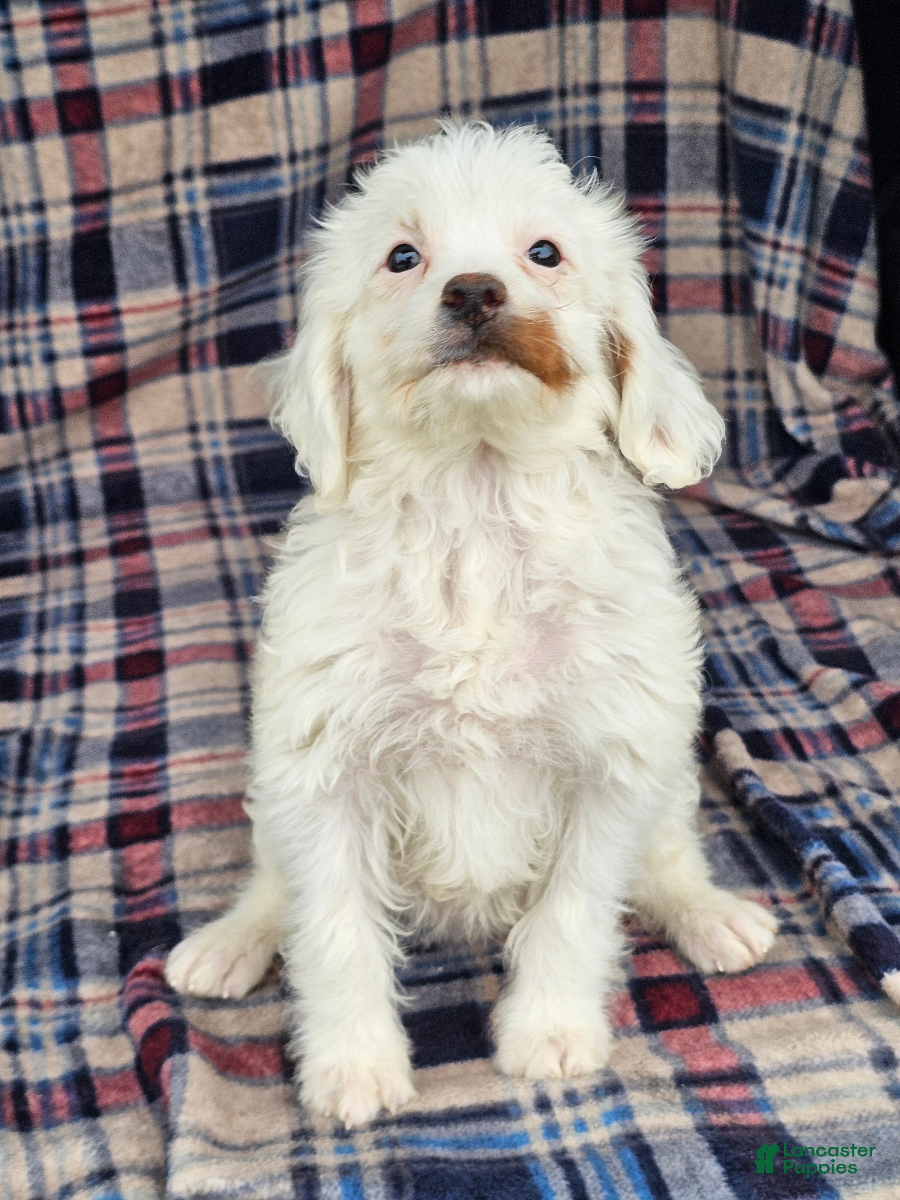 Cavapoo dogs for sale: Nilla - Ad 2