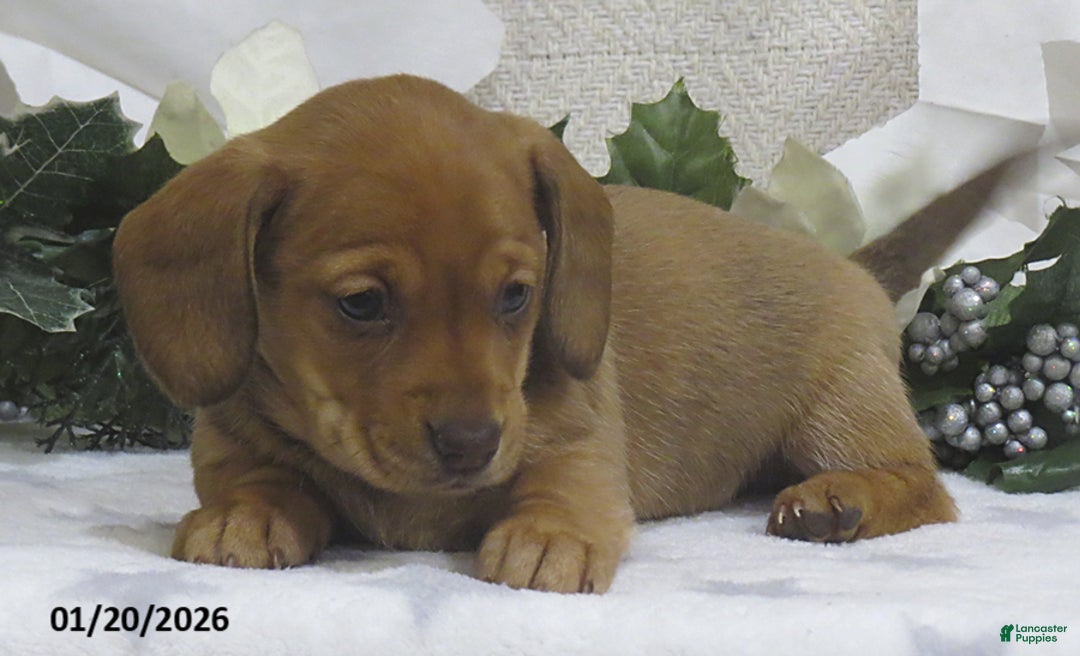 Miniature Dachshund dogs for sale: Jasmine - Ad 3