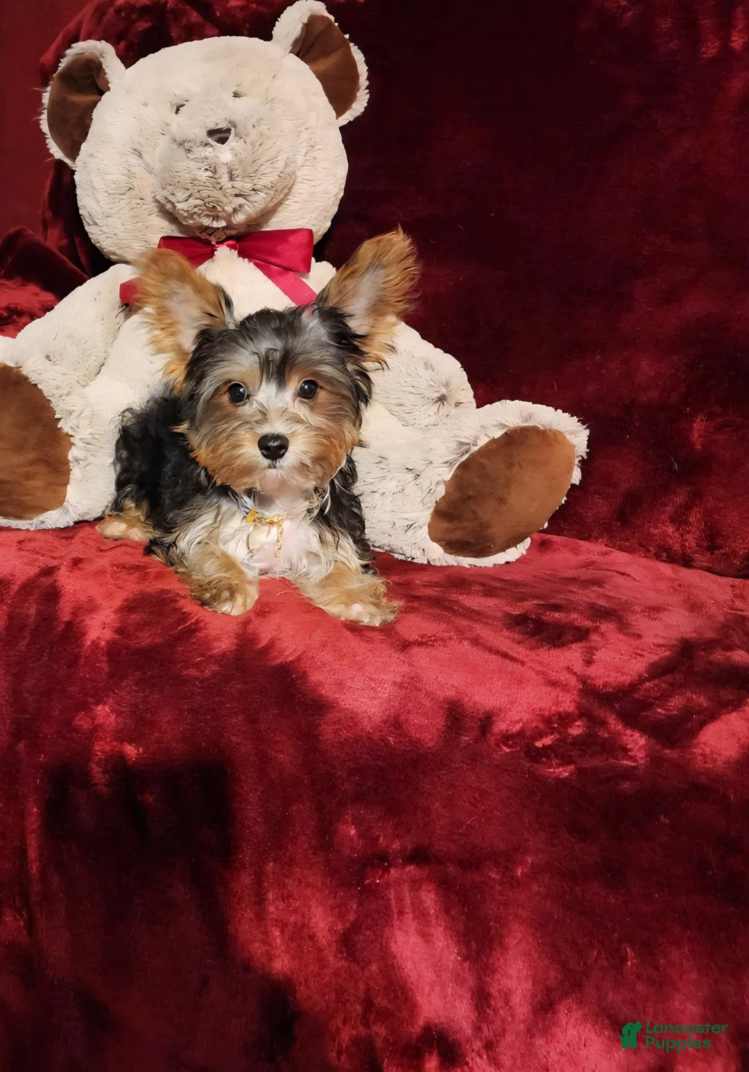 Yorkshire Terrier dogs for sale: PRINCETON  - Ad 10