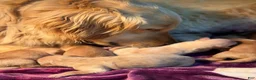 Golden Retriever dogs for sale: Ginny - Ad 4