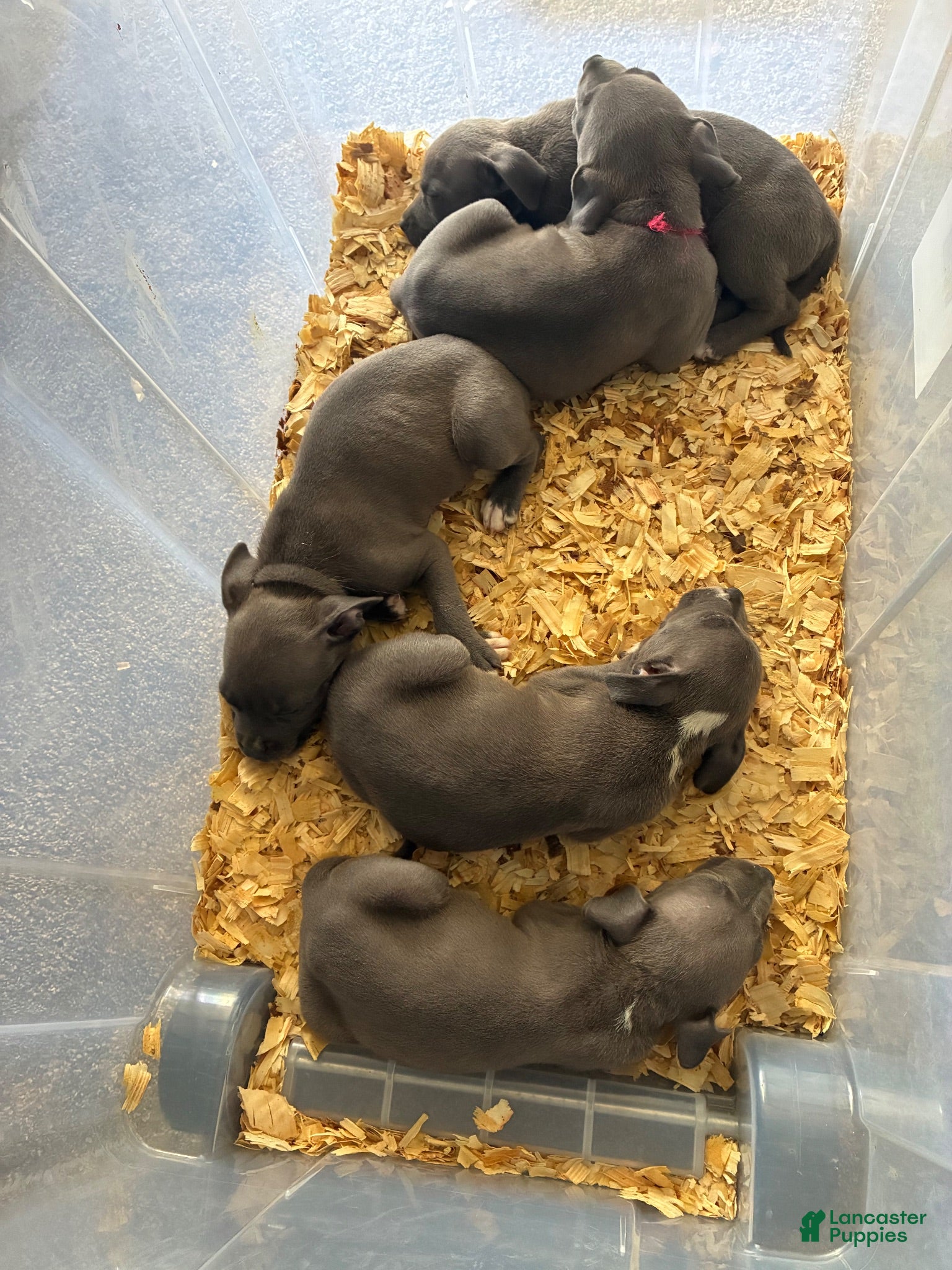 American Pit Bull Terrier dogs Norbit - Ad 24