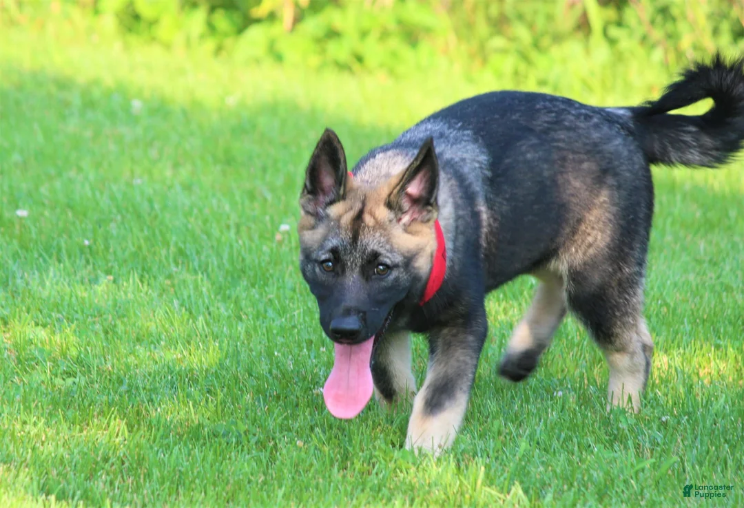 Gallery Image {{count}}