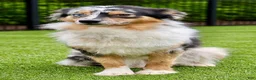 Australian Shepherd dogs for sale: Velma - Ad 4