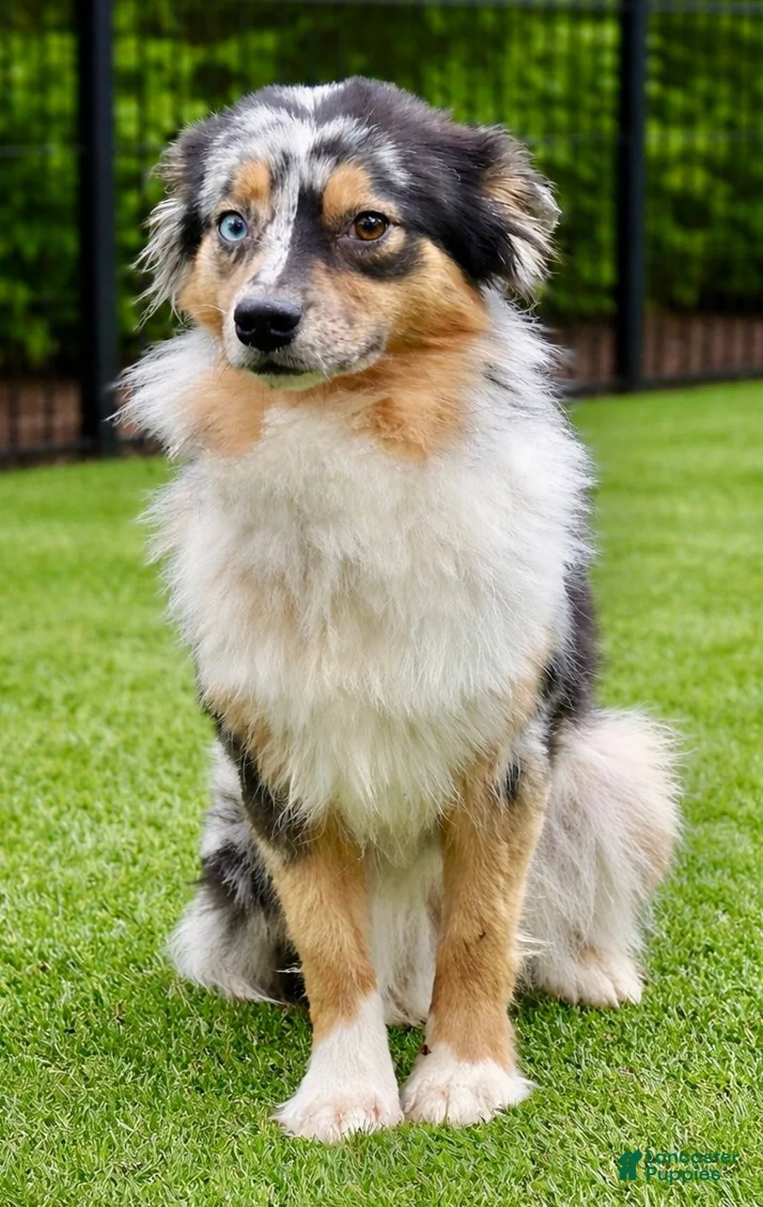 Australian Shepherd dogs for sale: Velma - Ad 4