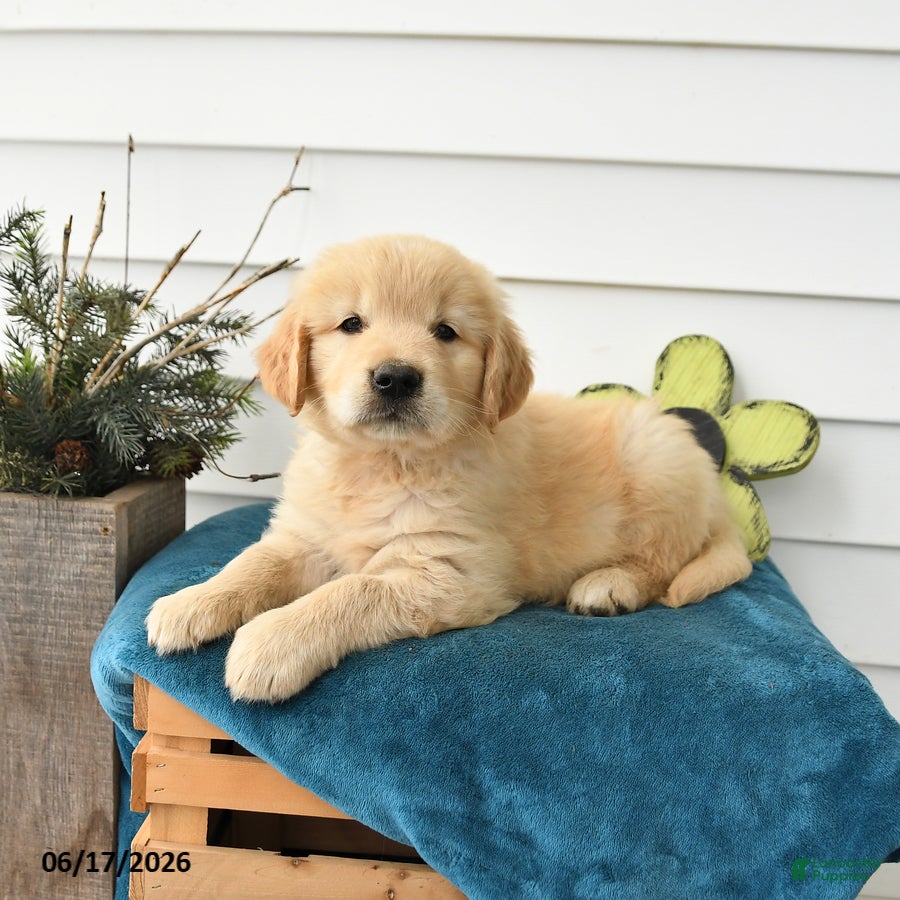 Golden Retriever dogs Micky - Ad 1