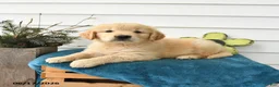 Golden Retriever dogs for sale: Micky - Ad 1