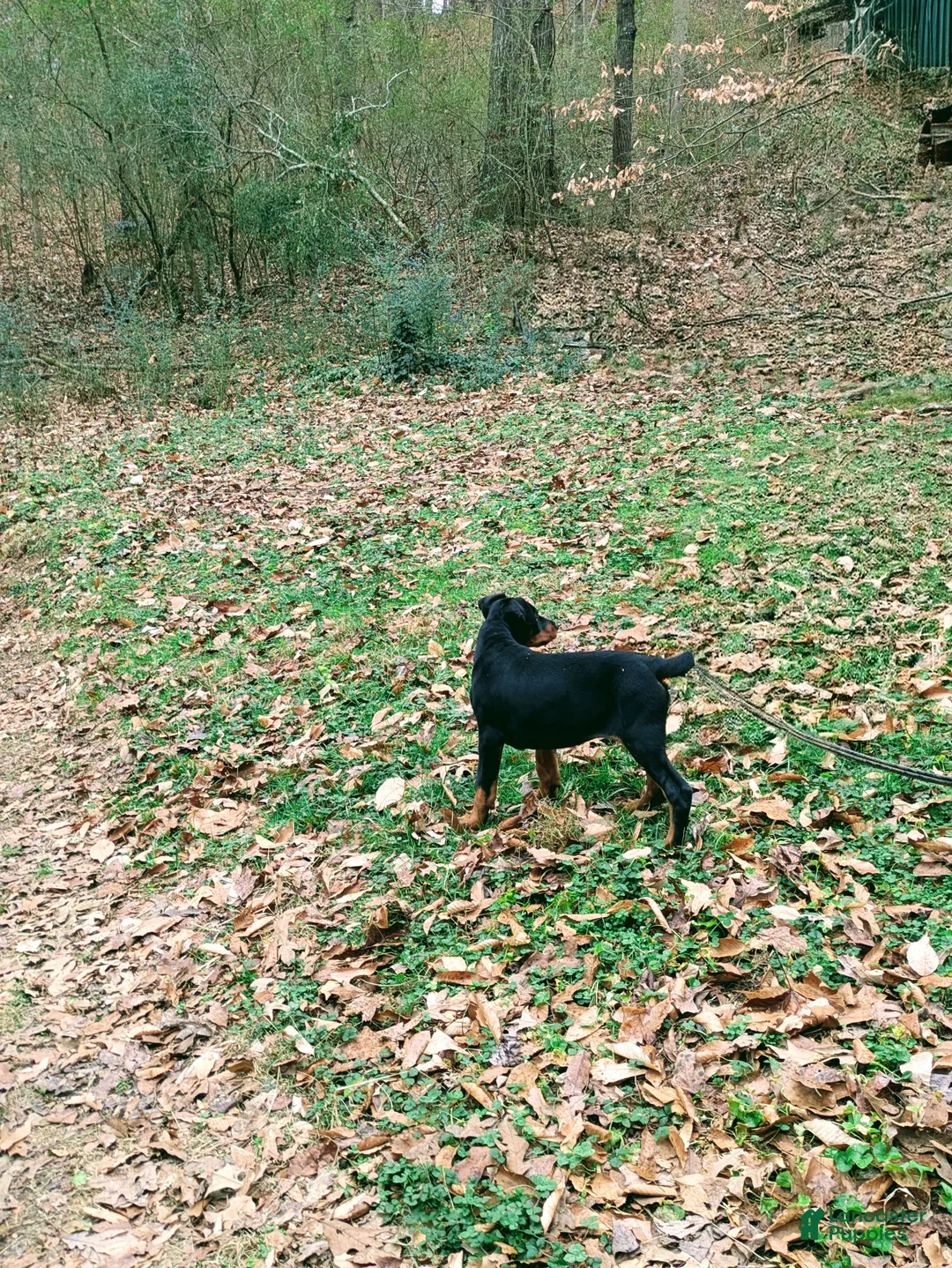 Doberman Pinscher dogs for sale: Doberman Pinscher Daisy - Ad 3