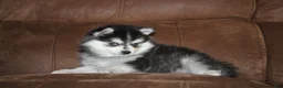 Pomsky dogs for sale: Zane READY NOW - Ad 4