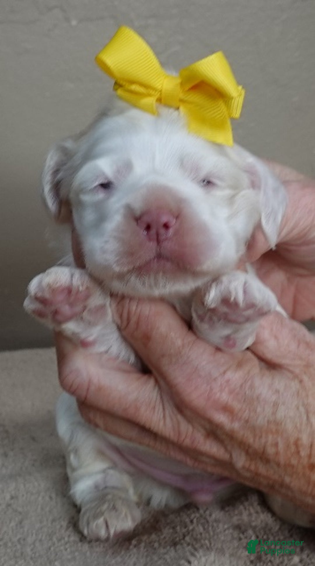 Cocker Spaniel dogs for sale: Bobo  - Ad 4