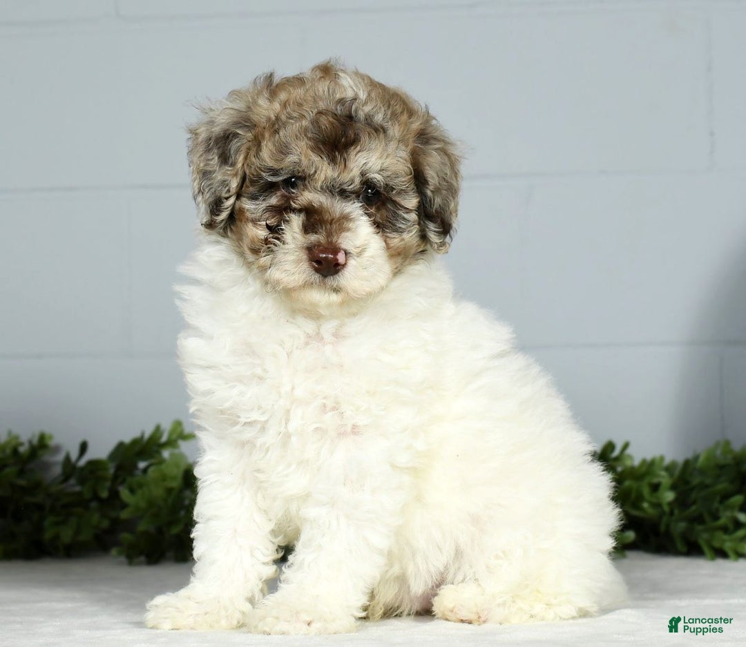 Miniature Poodle dogs for sale: Jace - Ad 3