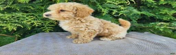Mini Bernedoodle dogs for sale: Liam - Ad 11