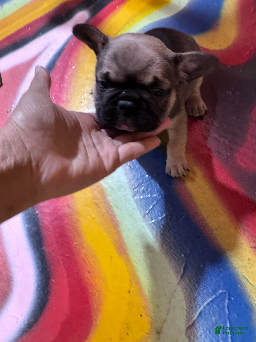 French Bulldog dogs for sale: French Bulldog Puppy 4 - Ad 2