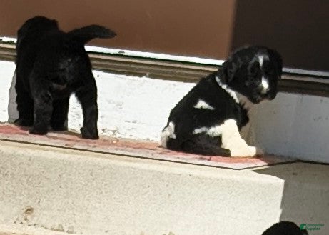 Newfoundland dogs for sale: Green collar - on hold  - Ad 7