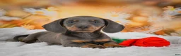 Miniature Dachshund dogs for sale: Dallas - Ad 1