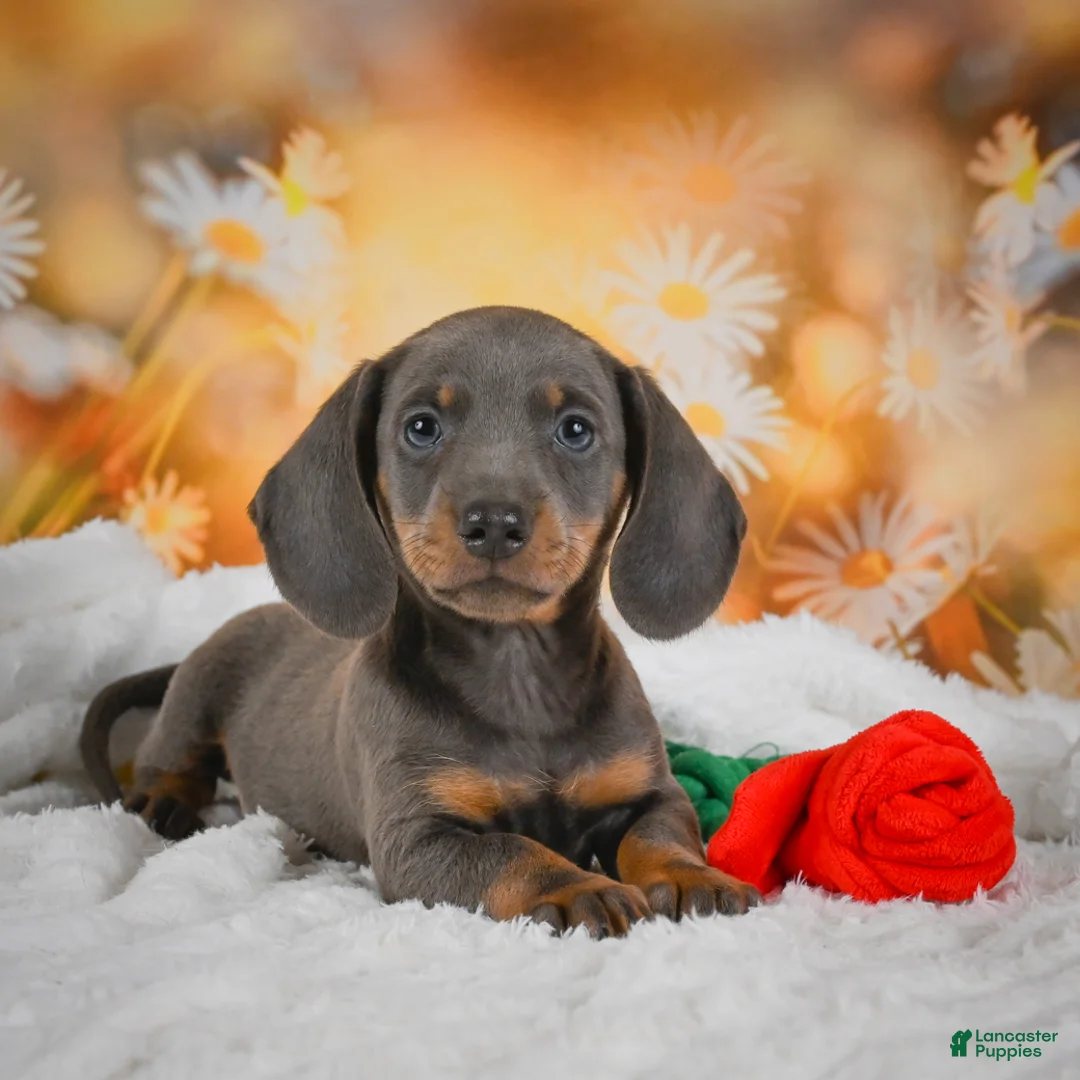 Miniature Dachshund dogs for sale: Dallas - Ad 1