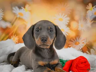 Miniature Dachshund dogs for sale: Dallas - Ad 3
