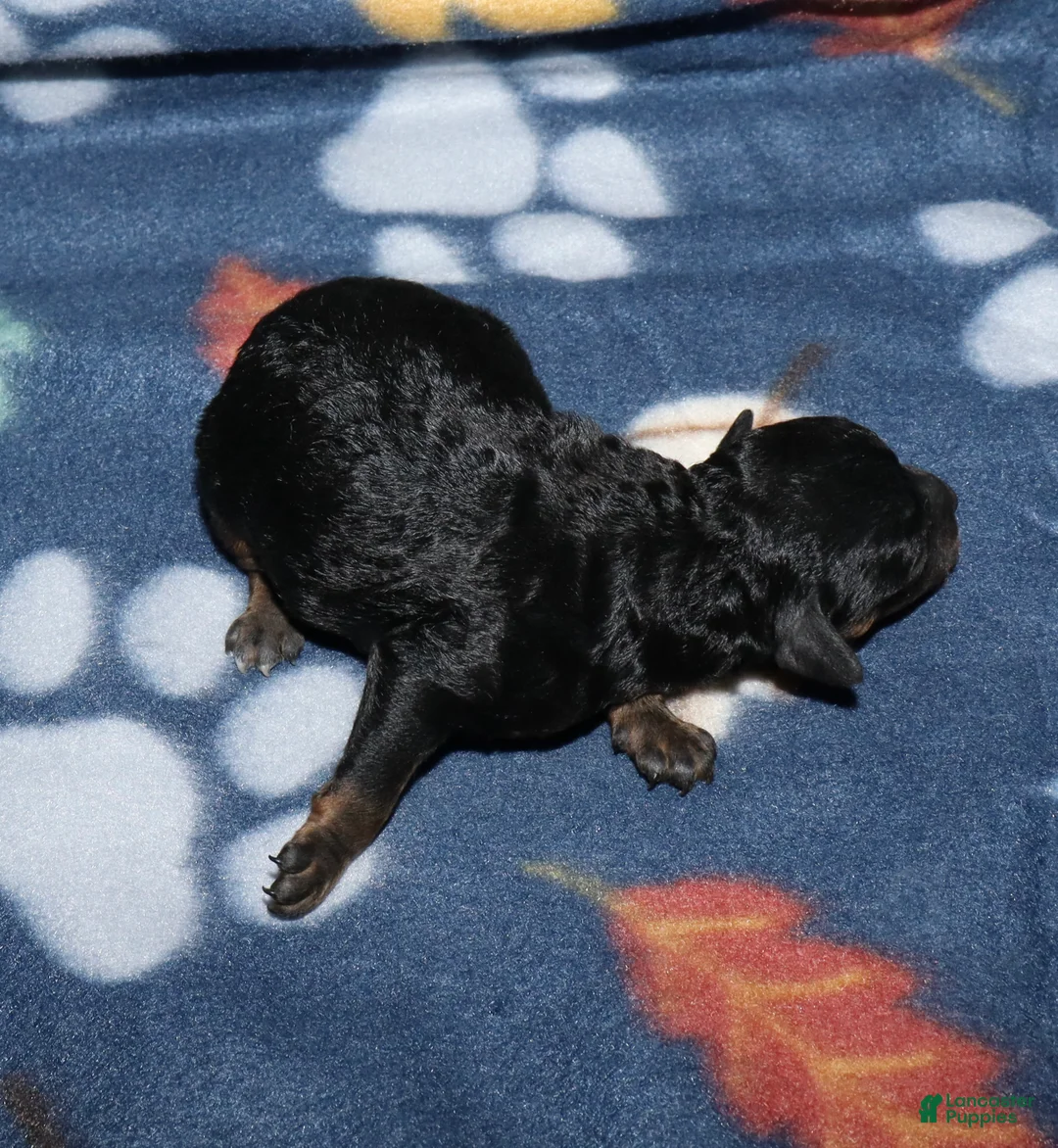 Toy Poodle dogs for sale: Summer’s phantom female - Ad 1