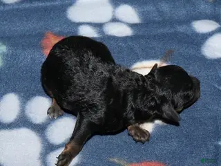 Toy Poodle dogs Summer’s phantom female - Ad 23