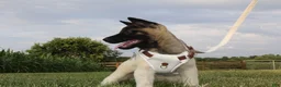 Akita dogs for sale: AKC Luna - Ad 5