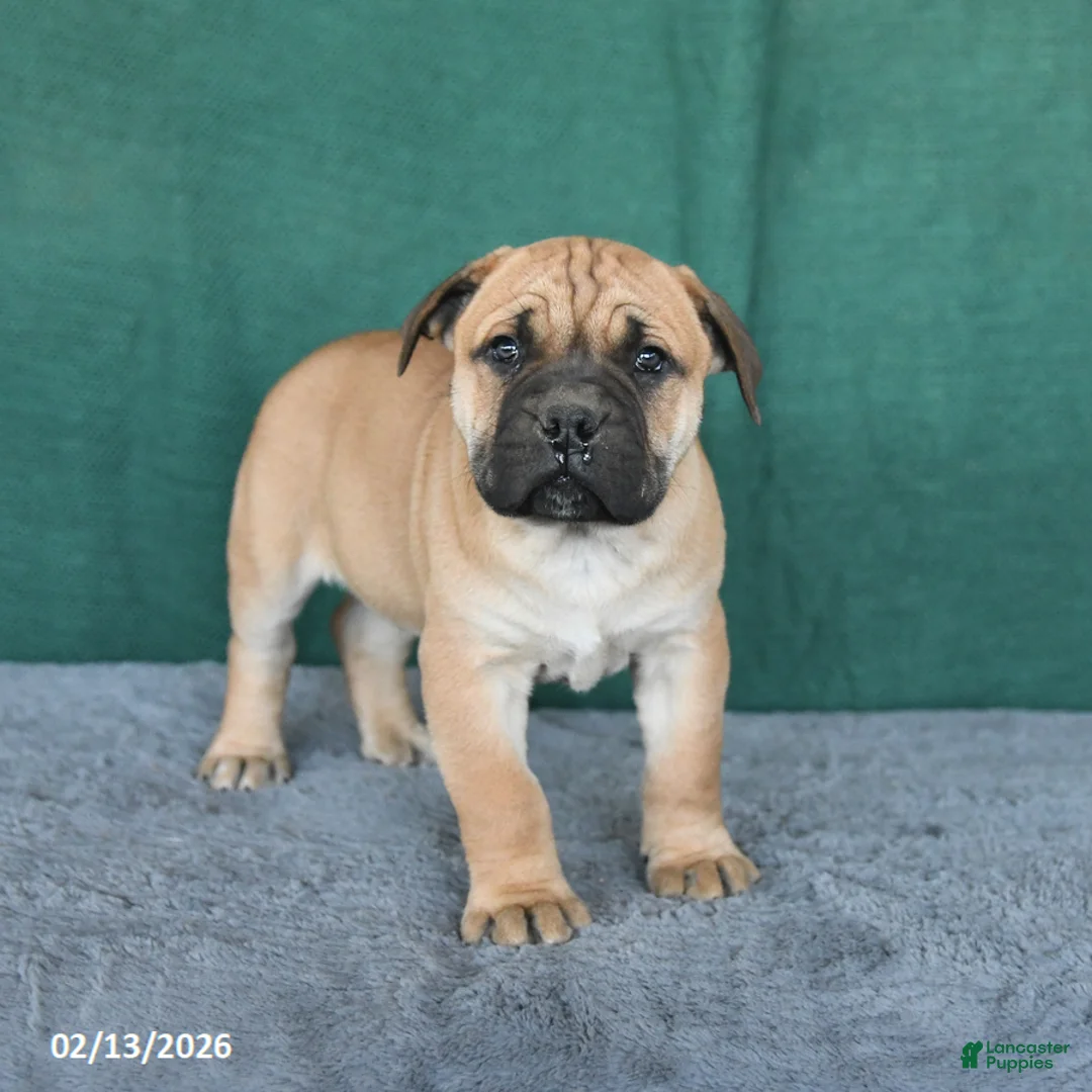 South African Boerboels dogs for sale: Ava  - Ad 1