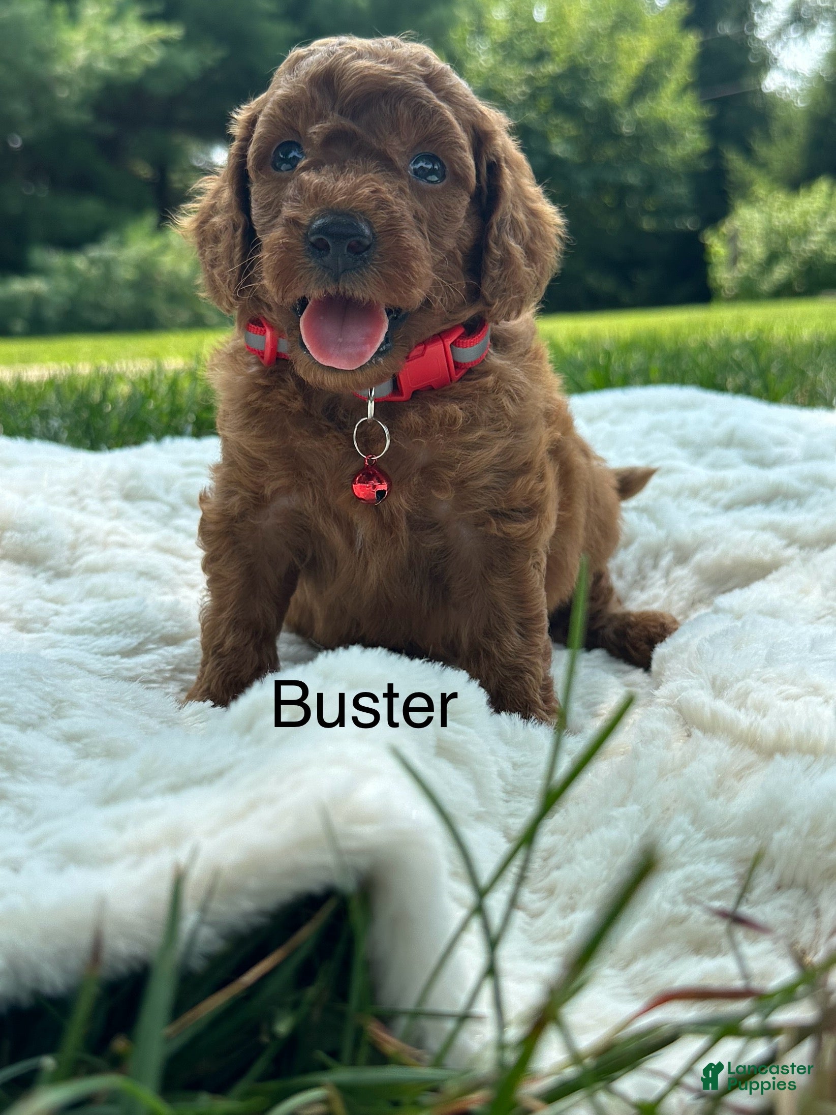 Miniature Poodle dogs for sale: Buster - Ad 2