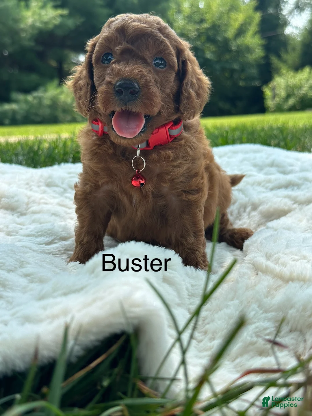 Miniature Poodle dogs for sale: Buster - Ad 1