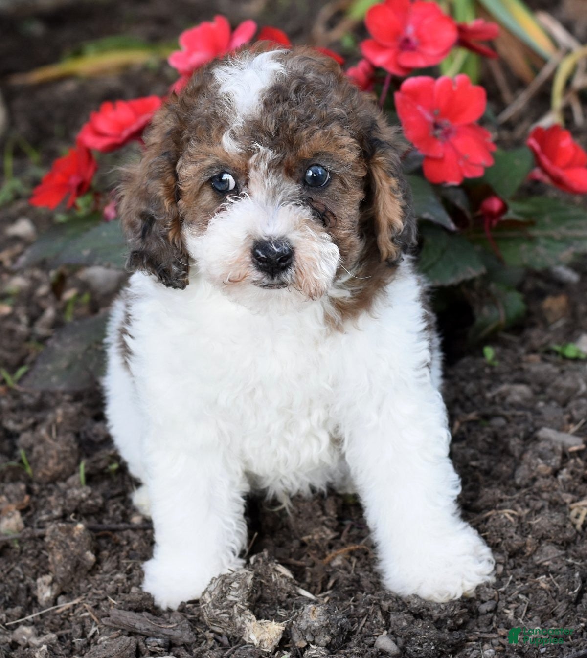 Miniature Poodle dogs Archie - Ad 2