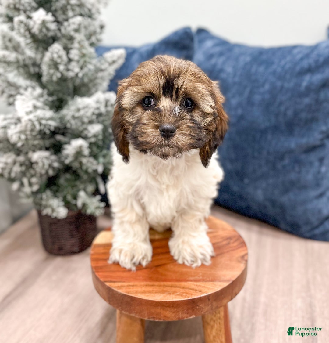 Cockapoo dogs for sale: Elska - Ad 2