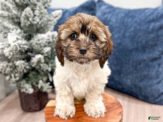 Cockapoo dogs Elska - Ad 31