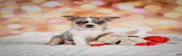Chihuahua dogs for sale: Beatrix - Ad 14