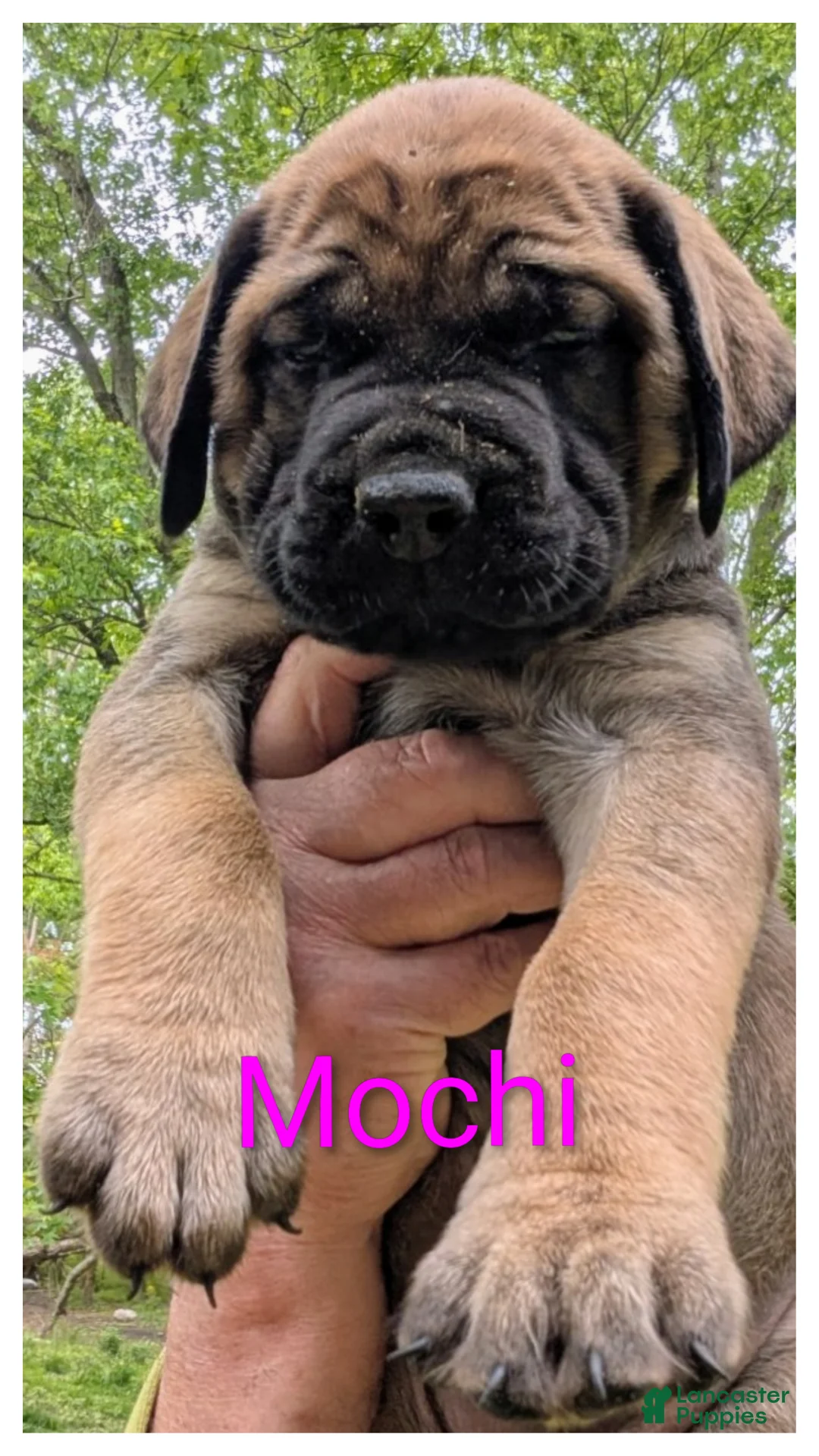 English Mastiff dogs for sale: English Mastiff Puppy 2 - Ad 1