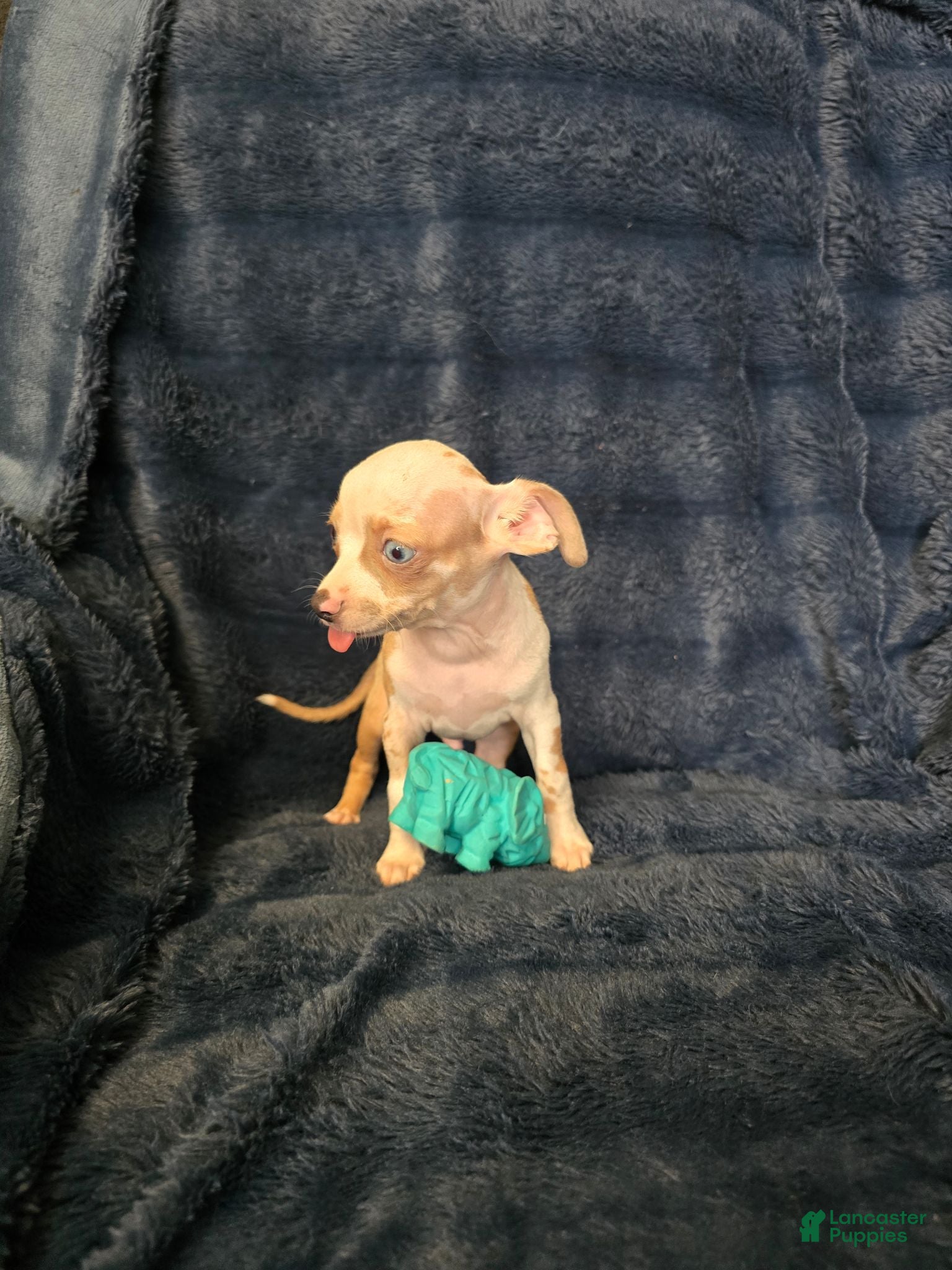 Chihuahua dogs Kash  - Ad 2