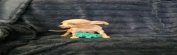 Chihuahua dogs for sale: Kash  - Ad 2