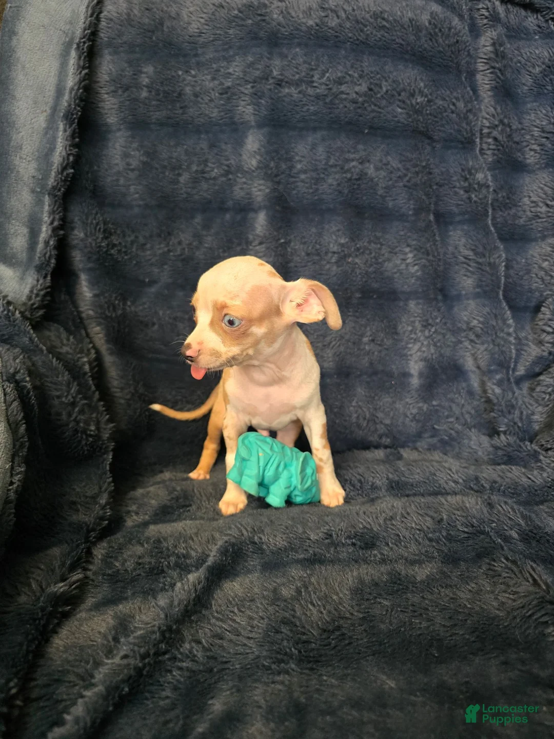 Chihuahua dogs for sale: Kash  - Ad 2