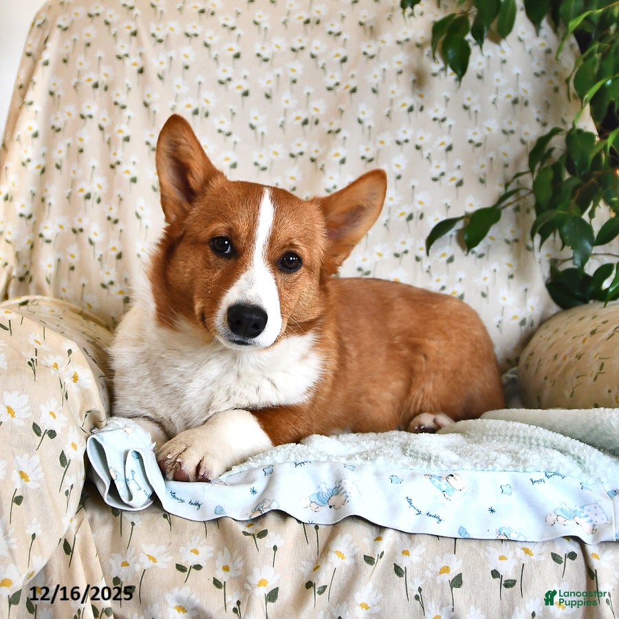 Welsh Corgi Pembroke dogs Jack - Ad 6