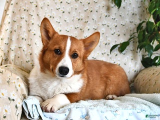 Welsh Corgi Pembroke dogs Jack - Ad 3