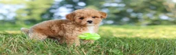 Maltipoo dogs for sale: Patrick - Ad 5