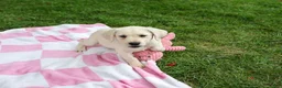 Labrador Retriever dogs for sale: Rhea - Ad 4