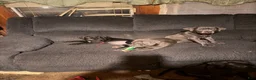 Mixed Breed dogs for sale: Mixed Breed 2 - Ad 1