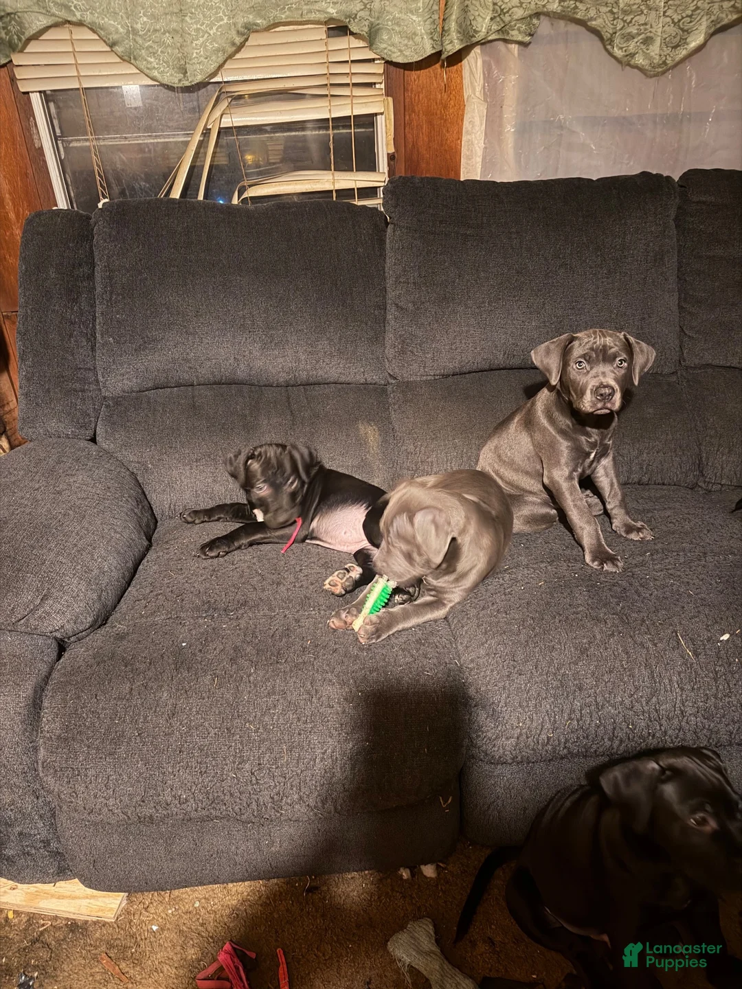 Mixed Breed dogs for sale: Mixed Breed 2 - Ad 1