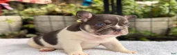 French Bulldog dogs for sale: Cypress - Ad 3