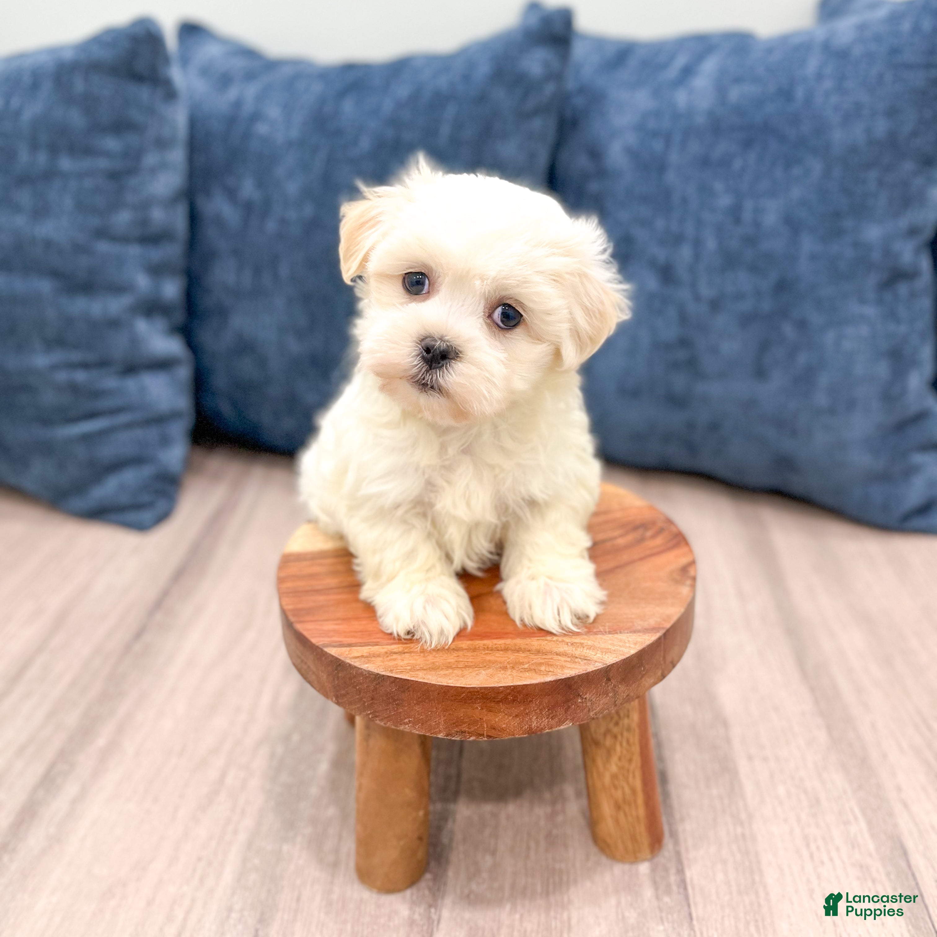 Havanese dogs Heidi - Ad 9