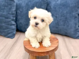 Havanese dogs Heidi - Ad 9