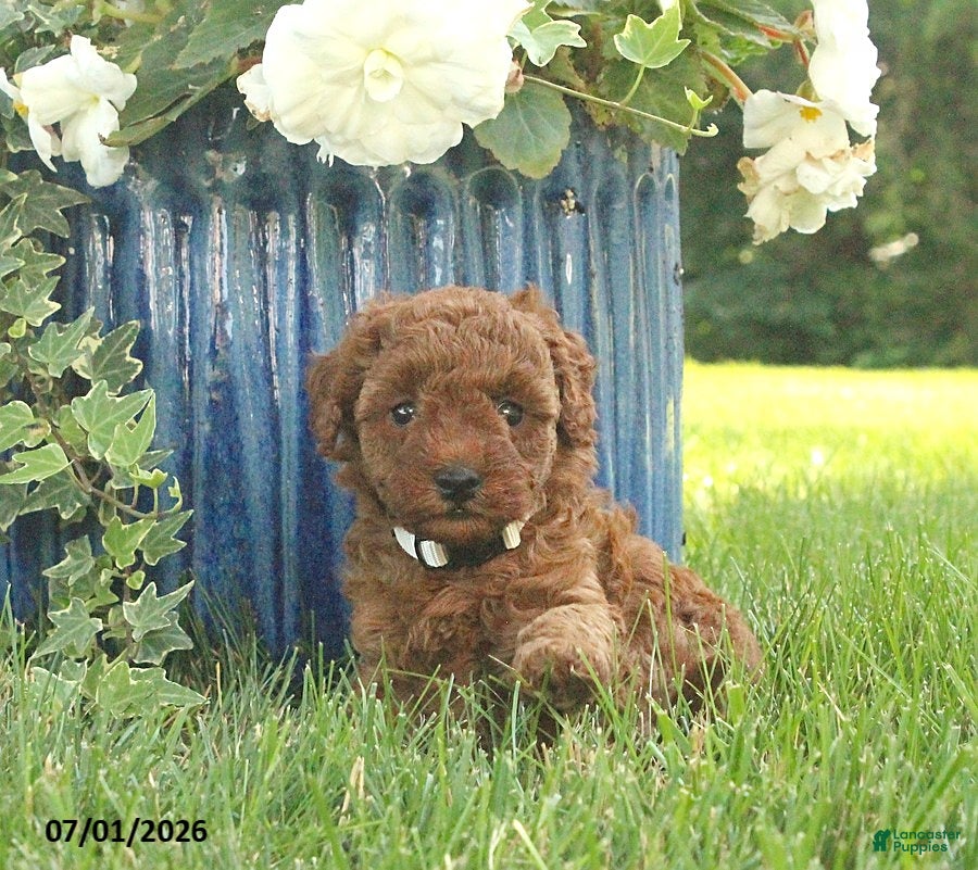 Miniature Poodle dogs for sale: Emmie - Ad 3