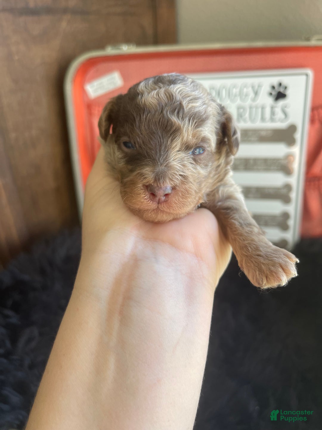 Miniature Poodle dogs for sale: Miniature Poodle Puppy 1 - Ad 17