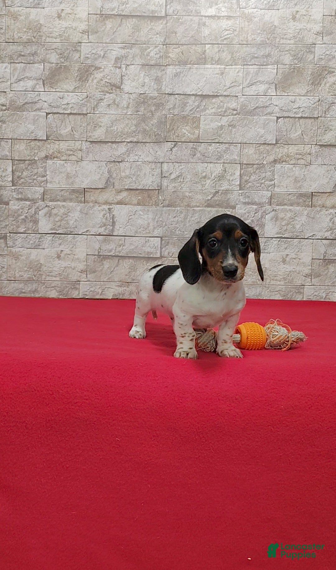 Miniature Dachshund dogs for sale: Sandra - Ad 5